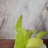 Epipremnum Golden Pothos