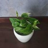 Epipremnum Marble Queen