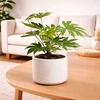 Fatsia (Japanese Aralia)