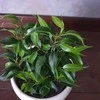 Ficus benjamina Žalias kinky