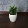 Ficus benjamina Žalias kinky