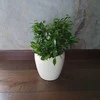 Ficus benjamina Žalias kinky