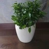 Ficus benjamina Žalias kinky