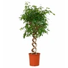 Ficus Benjamina su spiraliniu kotu, 140 cm
