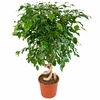 Ficus Benjamina su spiraliniu kotu, 140 cm