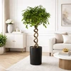 Ficus Benjamina su spiraliniu kotu, 140 cm