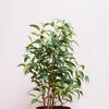Ficus benjamina Žalias kinky