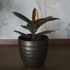 Ficus elastica Abidjan