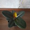 Ficus elastica Abidjan