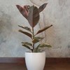 Ficus elastica Belize