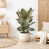 Ficus elastica Tineke, 100 cm