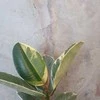 Ficus elastica Tineke