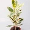 Ficus elastica Tineke