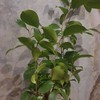 Ficus Ginseng