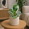Ficus lyrata Variegata