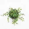 Ficus Pumila Baltas Sunny