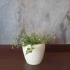 Ficus Pumila Baltas Sunny