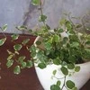 Ficus Pumila Baltas Sunny
