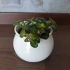 Fittonia Bubble Raudona