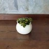Fittonia Bubble Raudona
