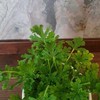 Geranium