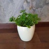 Geranium