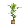 Howea Forsteriana - Kentia palmė, 130 cm.