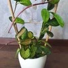 Hoya australis Lisa