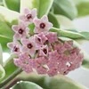 Hoya carnosa Krimson Queen