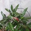 Hoya pubicalyx