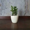Laurus nobilis ant koto