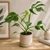 Monstera Burle Marx Flame