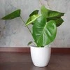 Monstera deliciosa