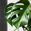 Monstera deliciosa, 100 cm