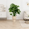 Monstera deliciosa, 100 cm