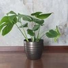 Monstera deliciosa