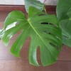 Monstera deliciosa