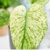 Monstera deliciosa Mint