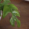 Monstera Minima
