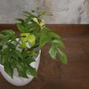 Monstera Minima