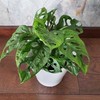 Monstera Monkey Mask