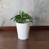 Monstera Monkey Mask