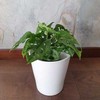Monstera Monkey Mask
