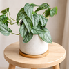 Monstera siltepecana