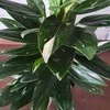 Monstera standleyana Variegata