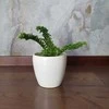 Nephrolepis exaltata Emina