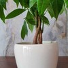 Pachira aquatica
