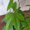 Pachira aquatica
