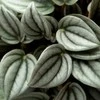 Peperomia albovittata Napoli Night