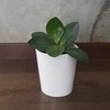 Peperomia obtusifolia Raudona Margin